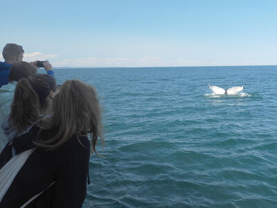 Photographing the whale tail #2