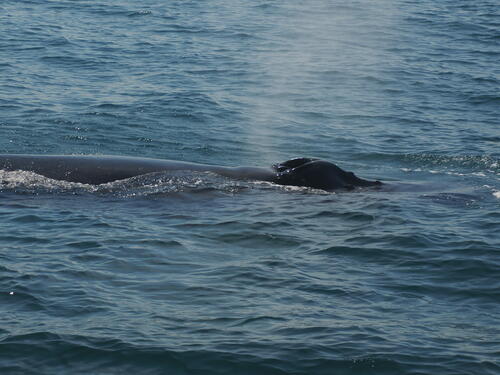 Humpback whale using a blowhole #4