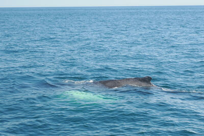 Humpback whale