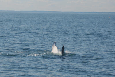 Humpback whale tail #15