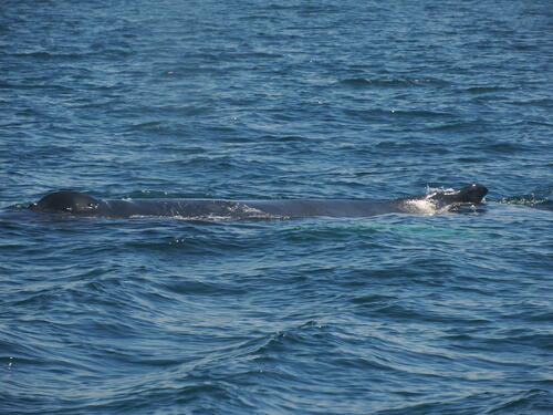 Humpback whale #2