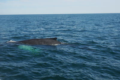 Humpback whale under water #5