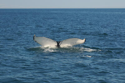 Humpback whale tail #17