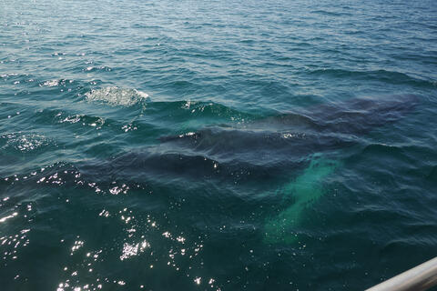 Humpback whale under water #6