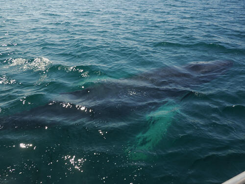 Humpback whale under water #7