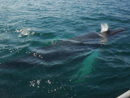 Humpback whale under water #8