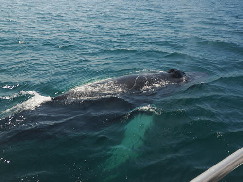 Humpback whale under water #9