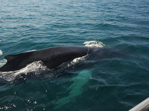 Humpback whale under water #11