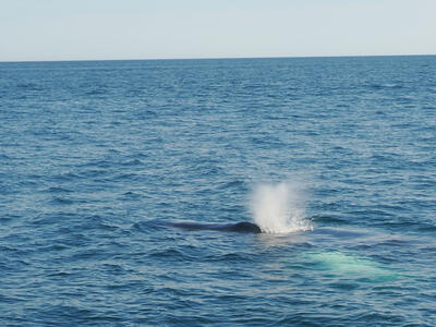 Humpback whale using a blowhole #8