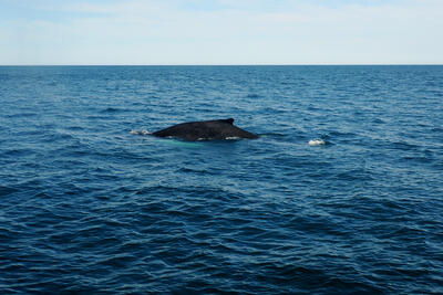 Humpback whale #4