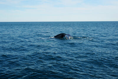 Humpback whale #5