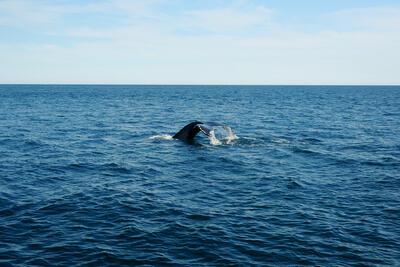 Humpback whale #6