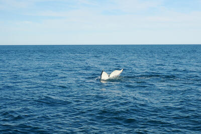 Humpback whale tail #19