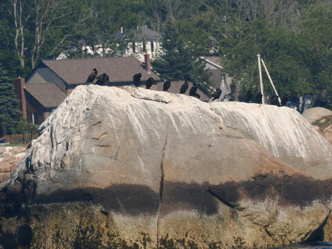 The birds are watching you