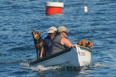 Take your dogs fishing