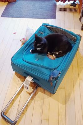 No vacations without me