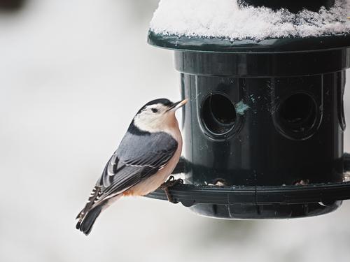 Nuthatch #2
