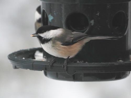 Black-capped chickadee