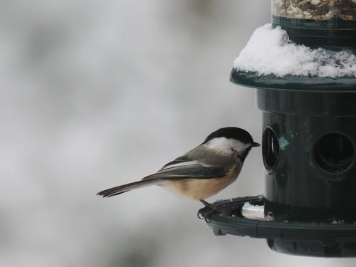 Black-capped chickadee #2