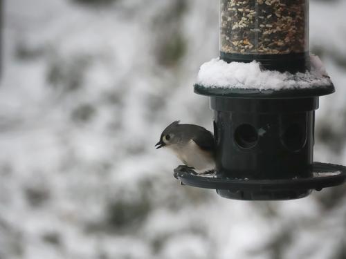 Tufted titmouse