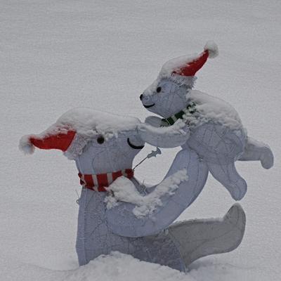 Polar bears in winter