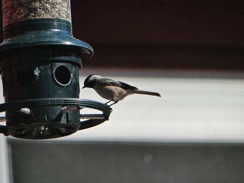 Black-capped chickadee