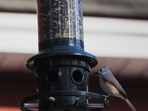 Tufted titmouse #6