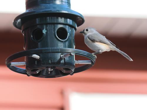 Tufted titmouse #11