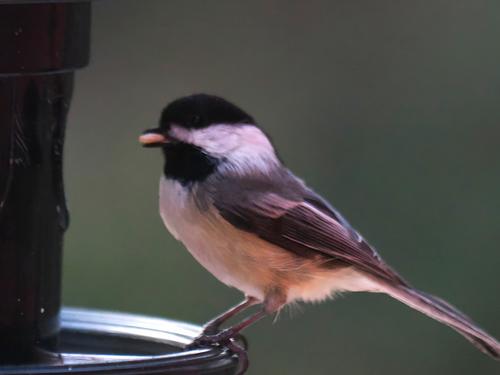 Black-capped chickadee #3