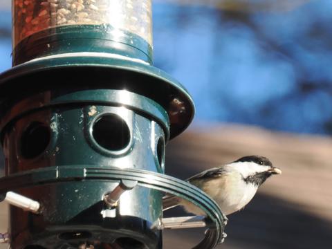 Chickadee at the feeder