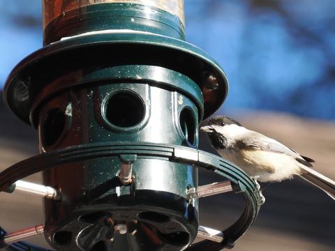 Chickadee at the feeder #2