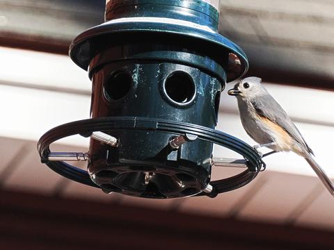 Tufted titmouse #4