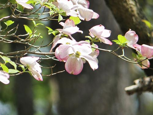 Liz's dogwood tree's flowers #3