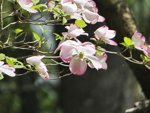 Liz's dogwood tree's flowers #4