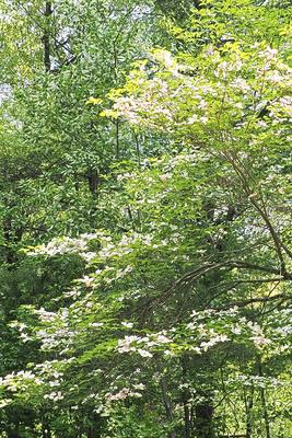 Liz's dogwood tree #2