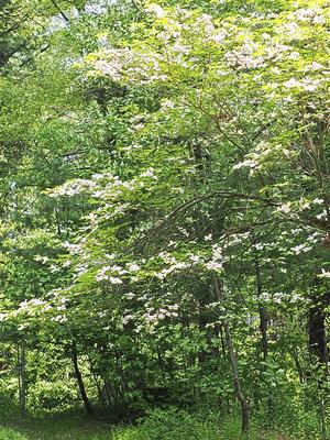 Liz's dogwood tree #3