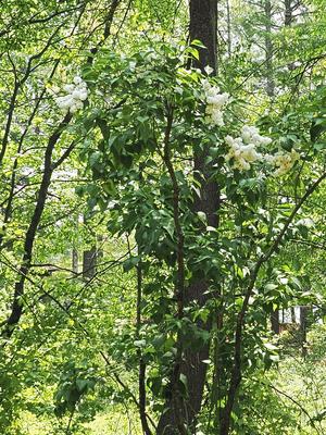 Liz's Kousa dogwood #2