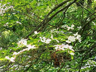 Liz's dogwood tree #4