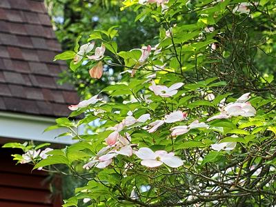 Liz's dogwood tree #5