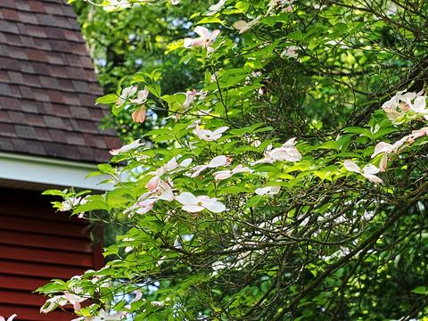 Liz's dogwood tree #6