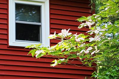 Liz's dogwood tree #7