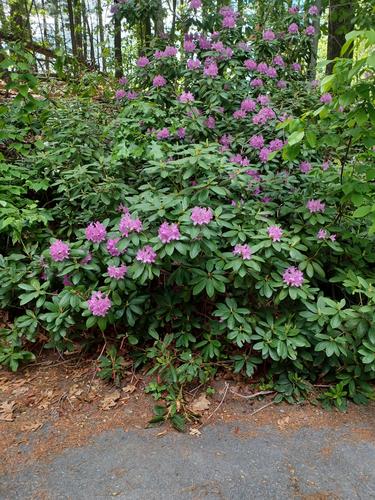Rhododendron