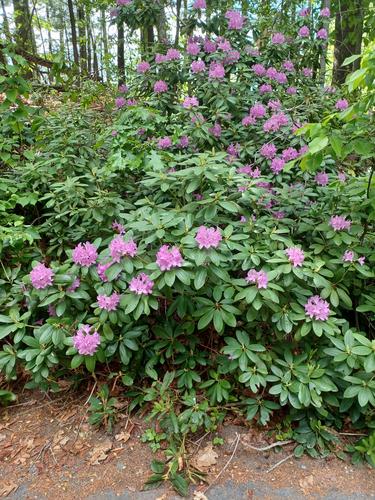 Rhododendron #2
