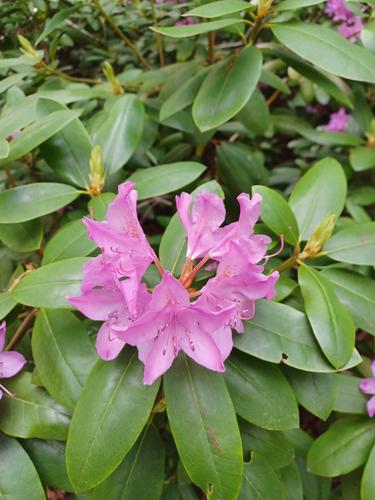 Rhododendron #3