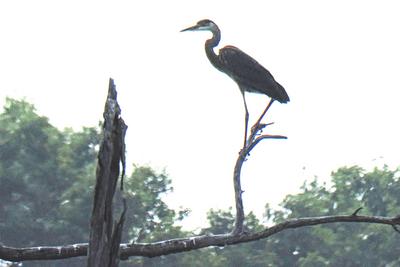 Heron