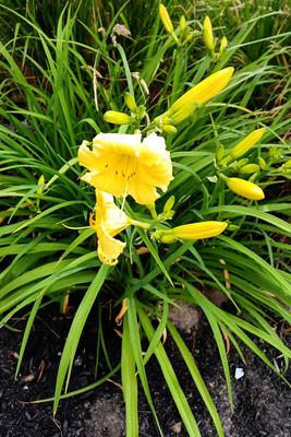 Daylily