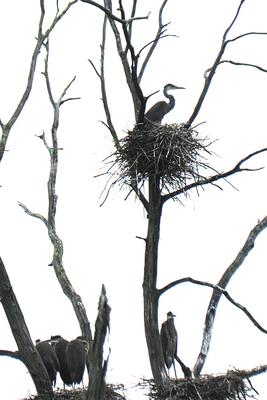 Herons #3