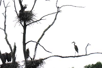 Herons #4