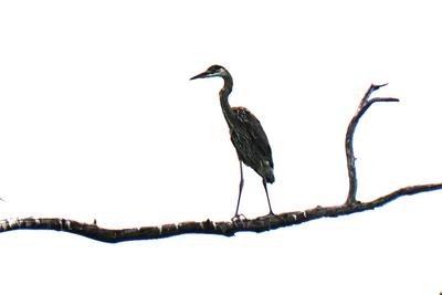 Heron #3