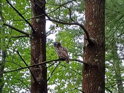 Barred Owl